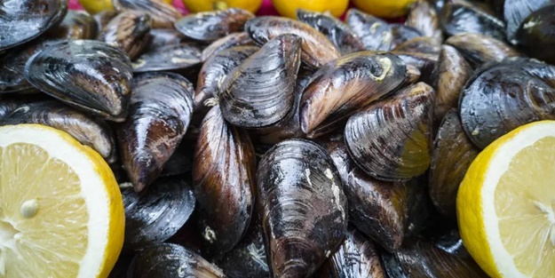 Korkutan rapor! Midyede büyüh tehlike