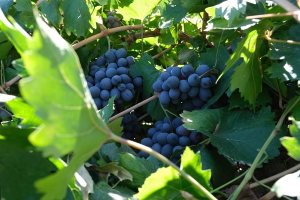 Migren hastaları dikkat! Bu üzüm her derde deva