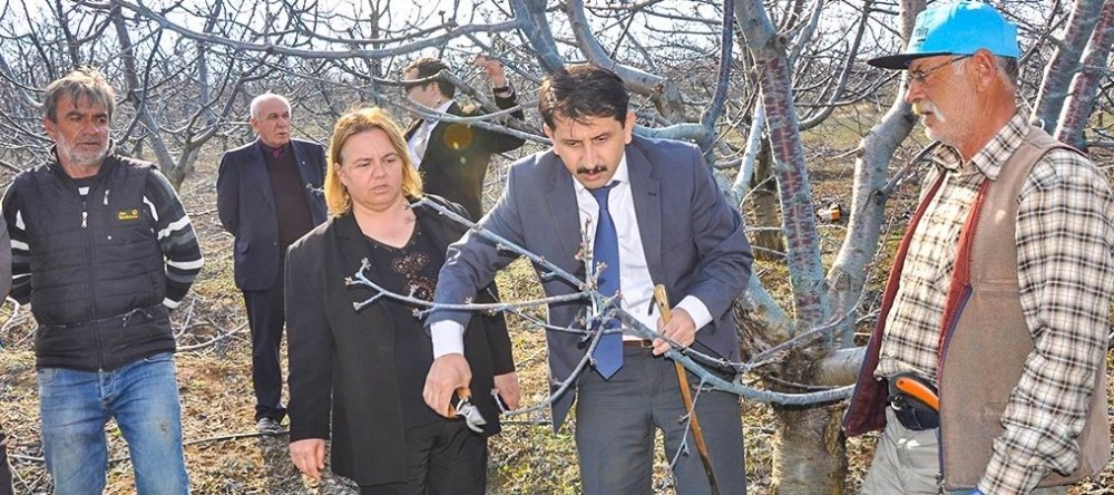Mihalıççık’ta 6 bin dekarda kiraz üretimi 