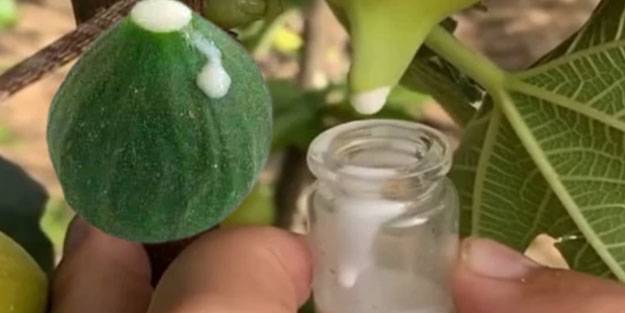 Mikropları yok edip yaraları iyileştiriyor