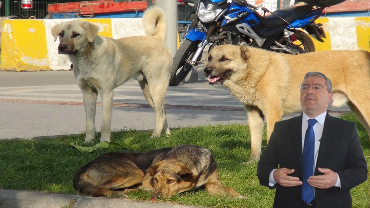 Mil-Diyanet Sen’den Erbakan’ın tavsiyesine itiraz Başıboş sokak köpekleri ne olmalı?