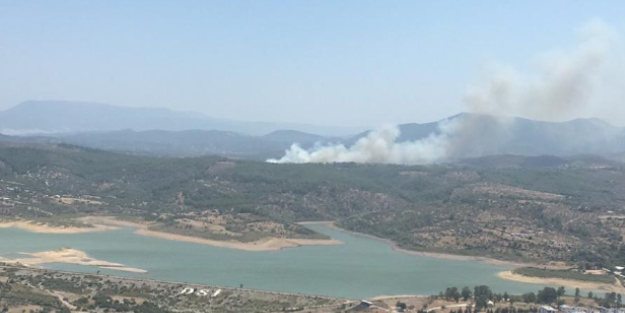 Milas'ta orman yangını
