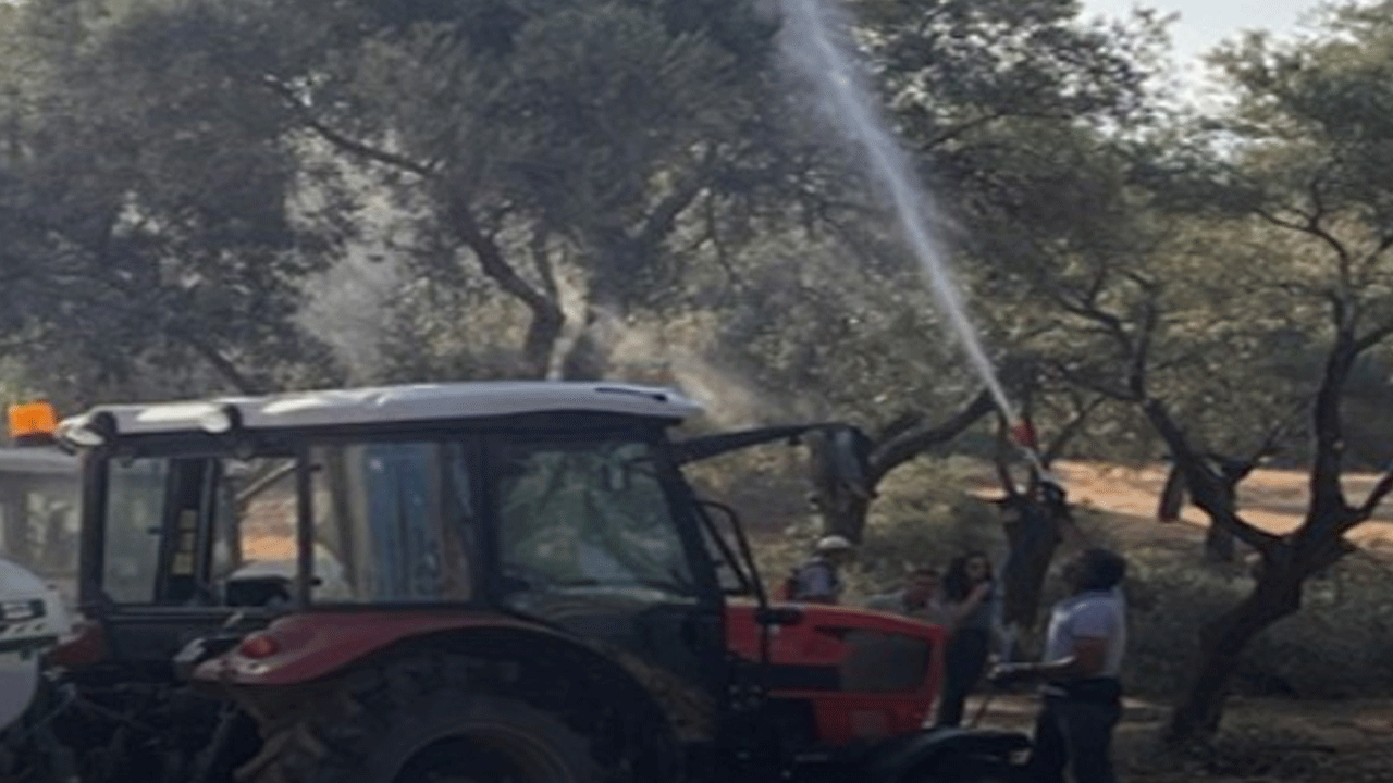 Milas'ta zeytin ağaçları başka yere taşınıyor!