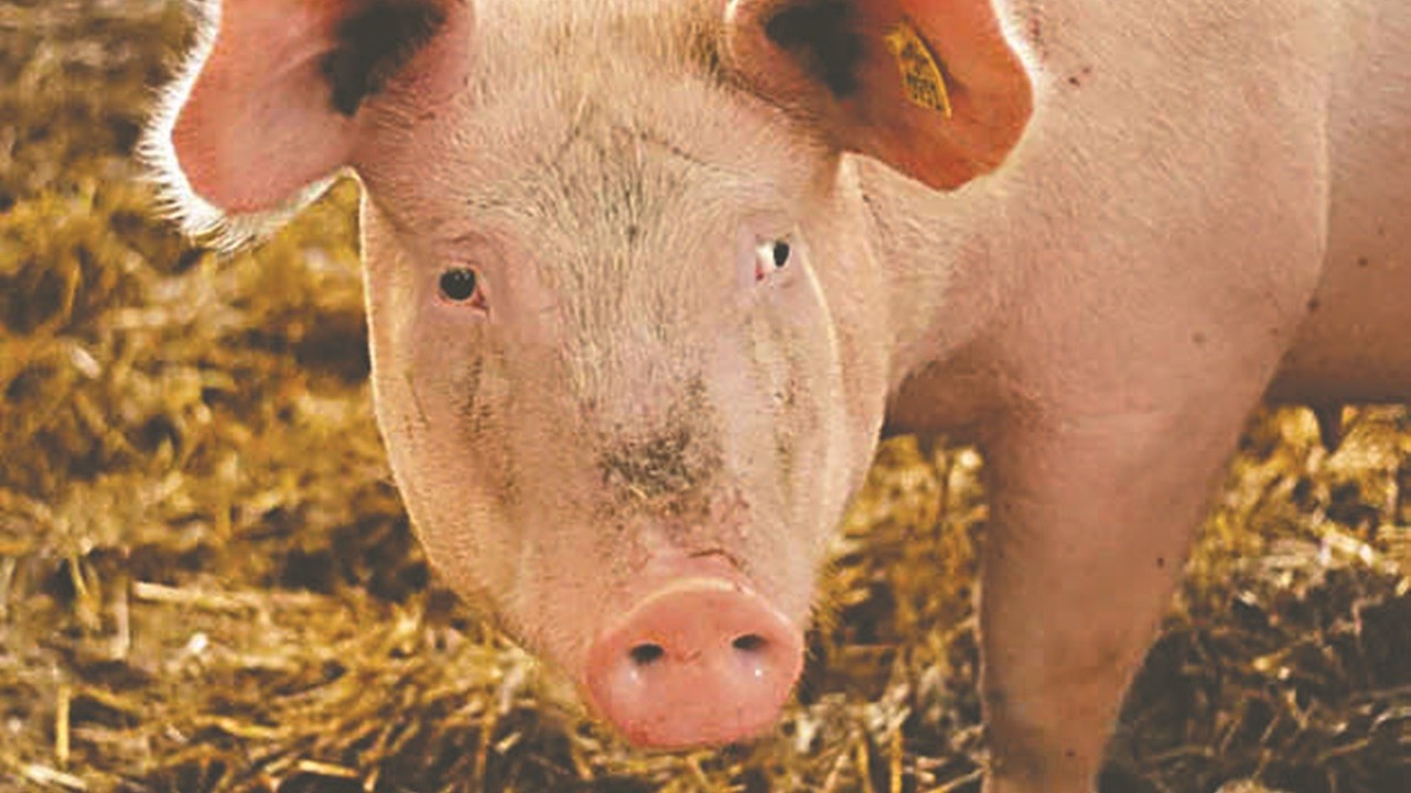 Millete yıllarca domu eti yedirmişler! Domuzluğun hesabı sorulsun