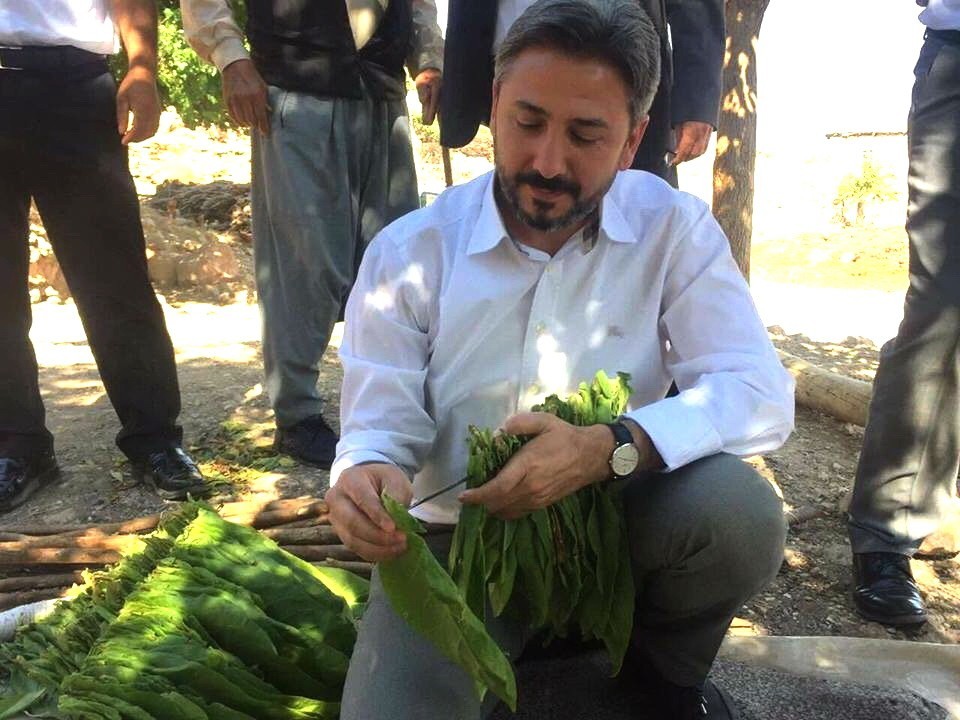 Milletvekili Aydın’dan tütün üreticilerine büyük müjde 