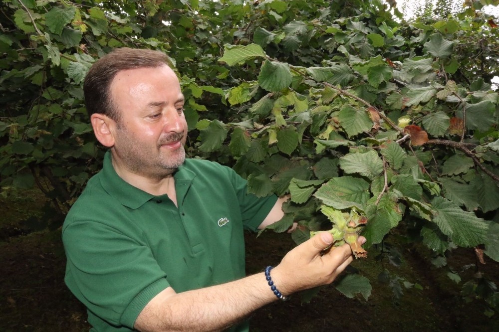 Milletvekili Öztürk: “Fındık üreticisi memnun” 