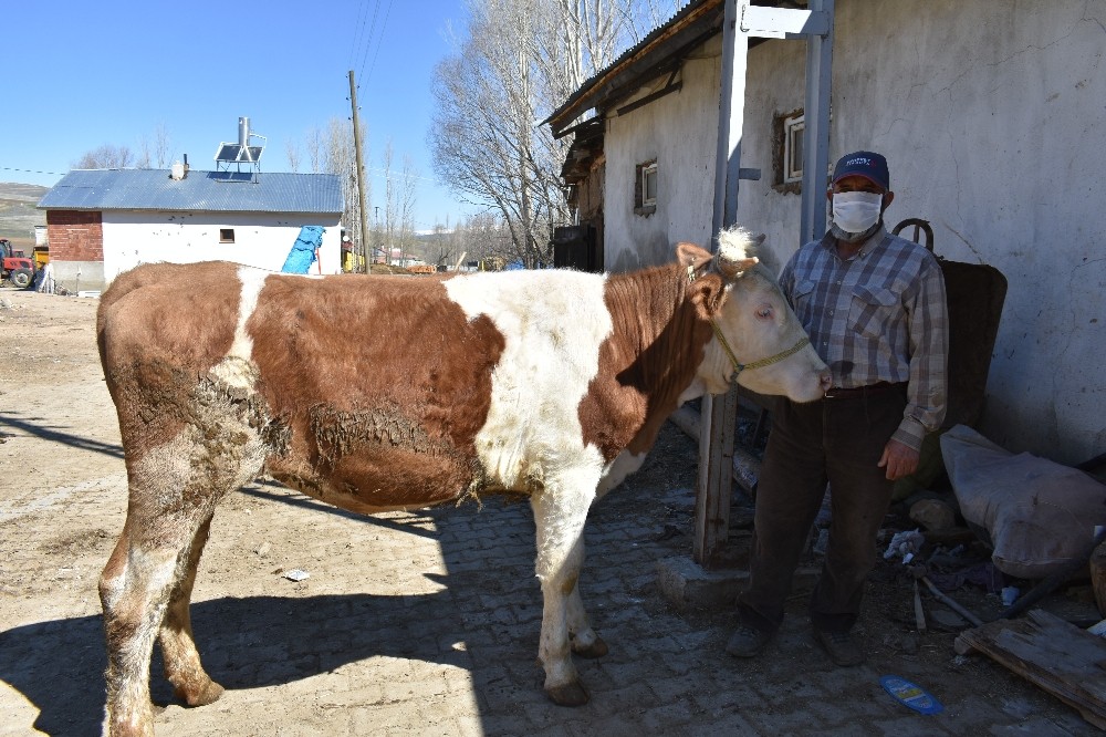 Milli Dayanışma Kampanyası’na 450 kiloluk düve bağışı 