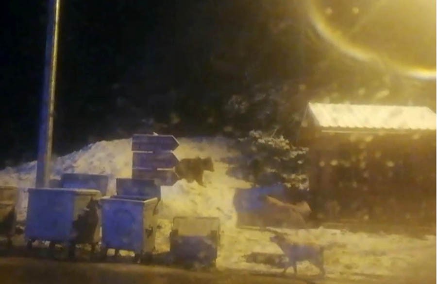 Milli parklar kapatıldı, Uludağ’da doğal yaşam böyle görüntülendi 