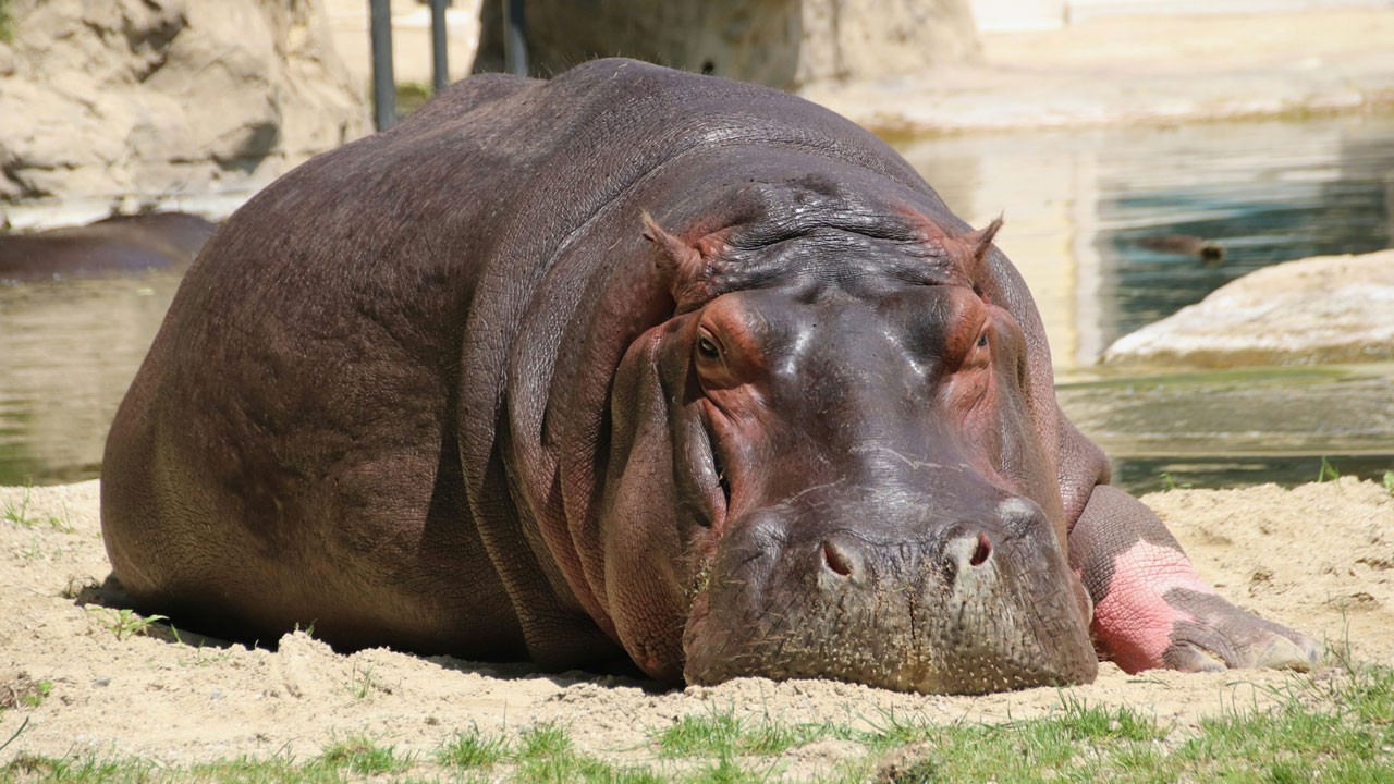 Milli Park'ta şarbon alarmı