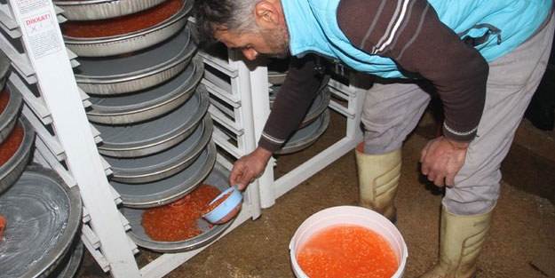 Milli servet değerinde! Avrupa ülkeleri almak için sıraya giriyor