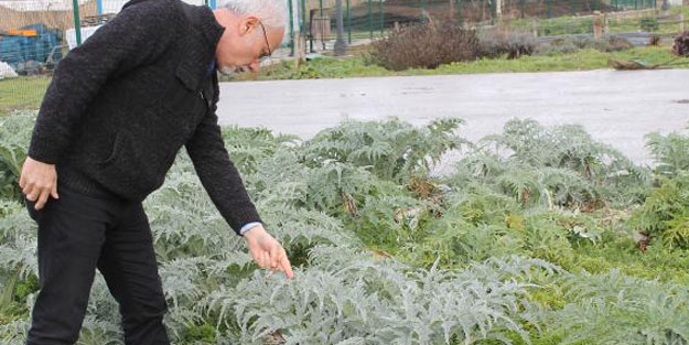 Milli Tarım için büyük adım! Unutulan yerli tohumları yeniden üretiyorlar