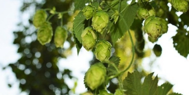 Milyonlar kazandırıyor!