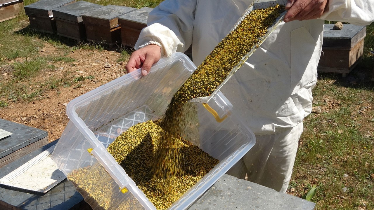 Milyonlarca arı gram gram topladı! Kilogramı 1300 TL’den satılıyor