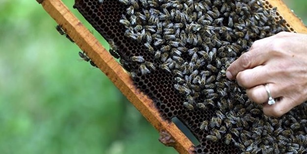 Milyonlarca arı telef oldu