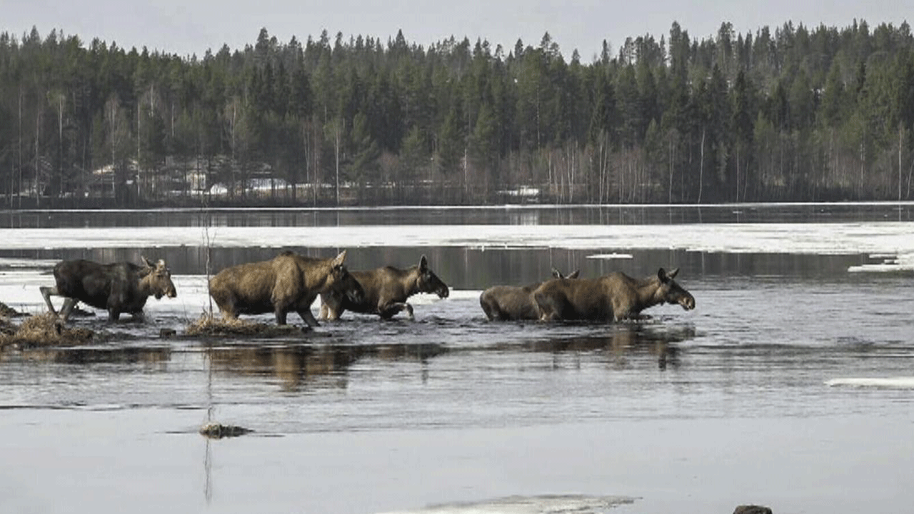 Milyonlarca İsveçli 3 hafta ekrana kilitlenip canlı yayınlanan geyiklerin göçünü izledi