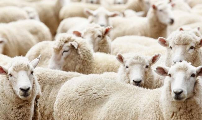 Milyonlarca kurbanlık Doğu'dan yola çıktı