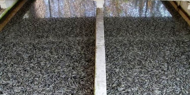 Milyonlarcası telef oldu