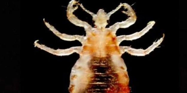 Milyonları öldüren hastalığın nasıl yayıldığı bulundu