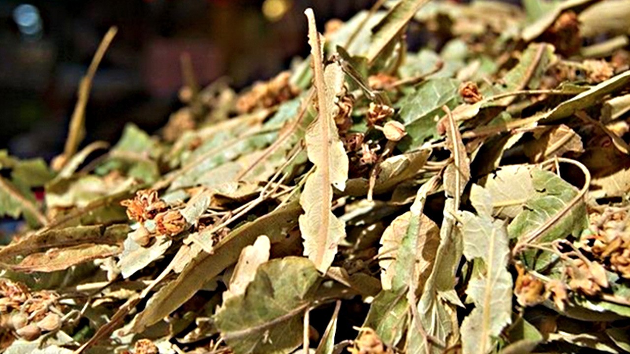 Minarel zengini Ihlamuru böyle tüketmeyin sakın: Tehlike artıyor!