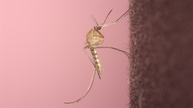 Mindanao Adası'nda sivrisinekler 13 kişiyi öldürdü