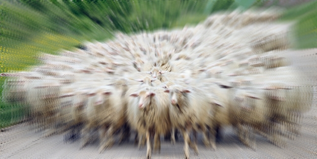 Minibüs sürüye çarptı: 40 koyun telef oldu