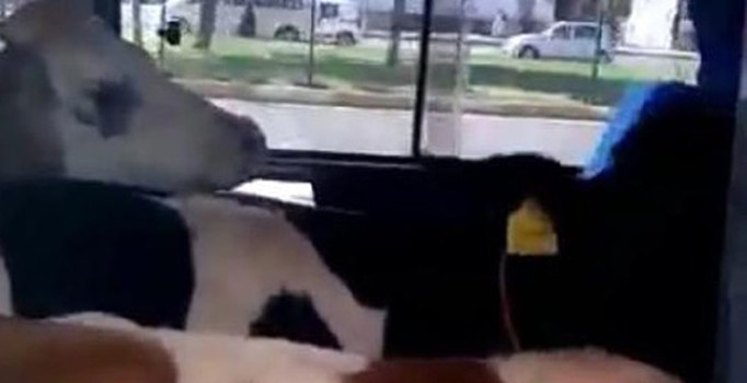 Minibüsten 5 büyükbaş kurbanlık çıktı