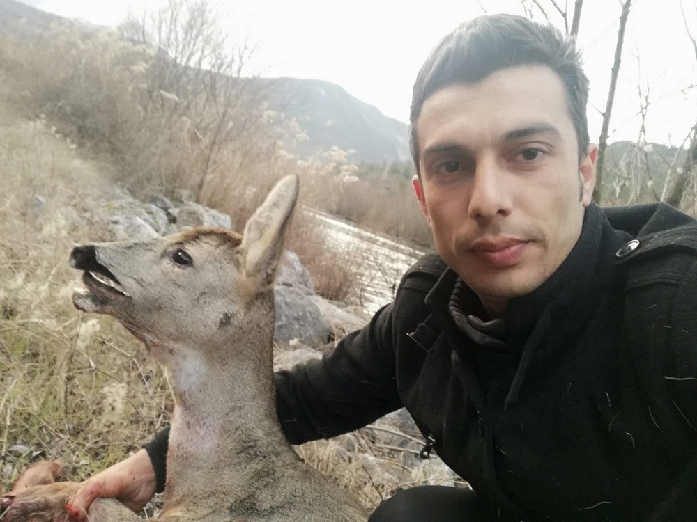 Minibüsün çarptığı karaca yaralandı 