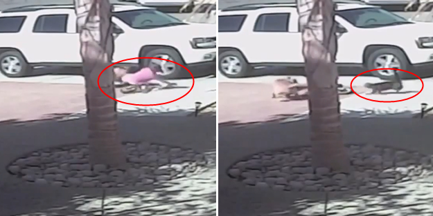 Minik çocuğu vahşi köpekten kedi kurtardı!