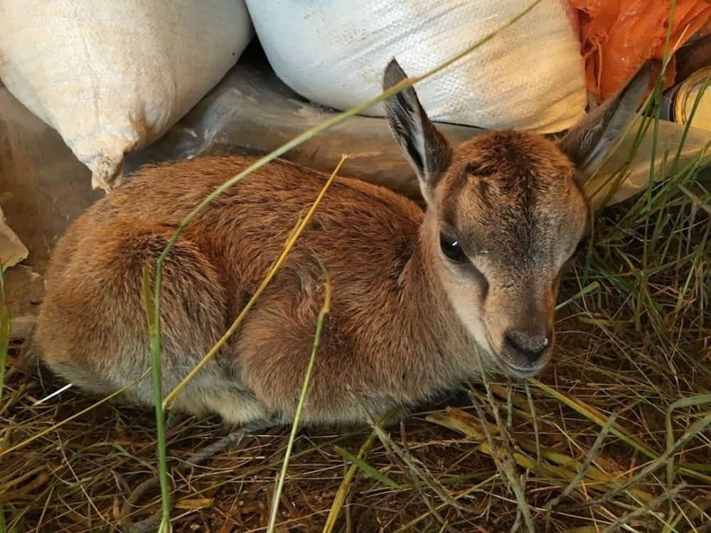 Minik dağ keçisini annesine kavuşturdular 