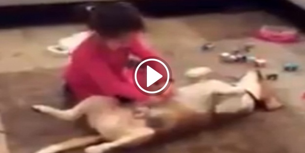 Minik ellerle sevimli köpeğe ameliyat