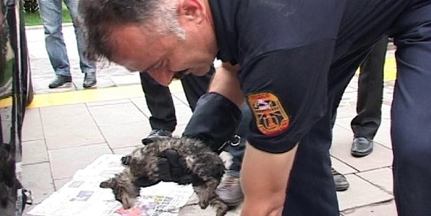 Minik kediler mahsur kaldı