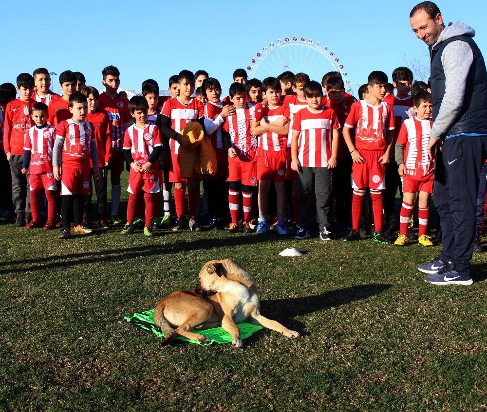 Minik kramponlar için sömestr turnuvası 