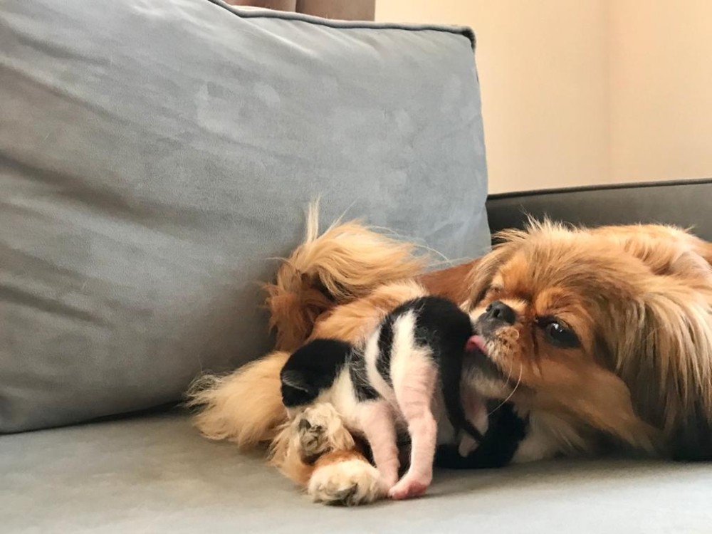 Mira isimli köpek, anneleri köpeklerin saldırısıyla ölen kedi yavrularına annelik yapıyor 
