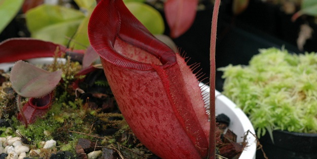 Mira yağı çok faydalı