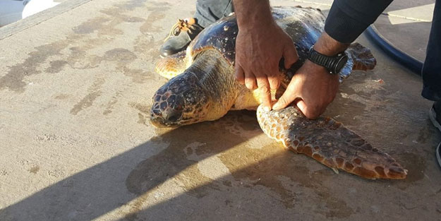 Misinaya dolanan caretta caretta kurtarıldı