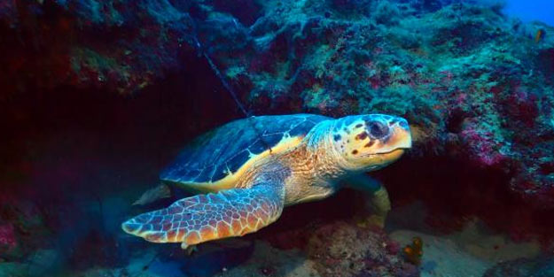 Misinaya takılan caretta caretta ölümden kurtarıldı