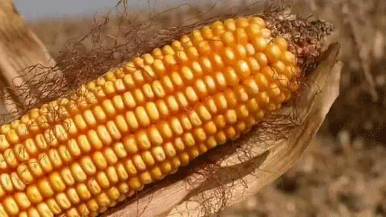 Mısır alım fiyatları açıklandı!