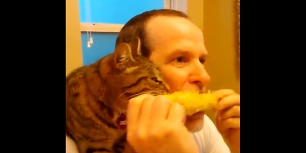 Mısır seven kedi - VIDEO