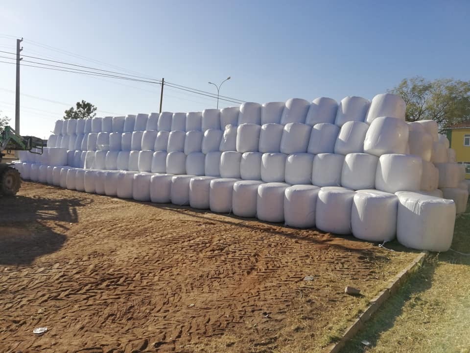 Mısır silajı hayvancılığın yeni gözdesi 