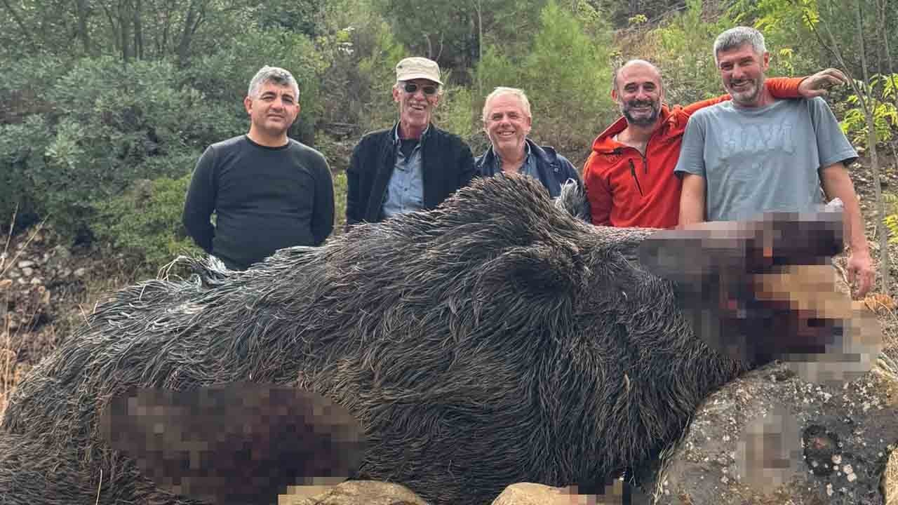 Mısır tarlalarını talan etmişti: 350 kiloluk dev domuz vuruldu, kabus bitti!