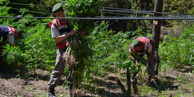 Mısır tarlasında 265 bin kök Hintkeneviri ele geçirildi