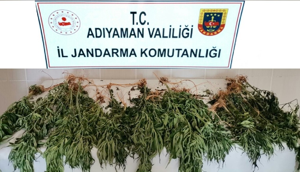 Mısır tarlasında kenevir ele geçirildi 
