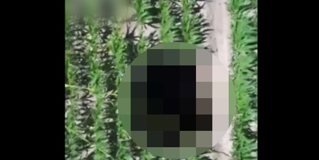 Mısır tarlasındaki bu görüntüler korkuttu!