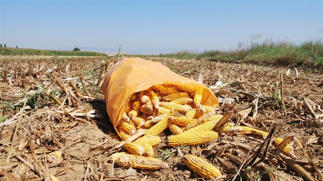 Mısır ve Hububat desteğinde son gün 28 Nisan