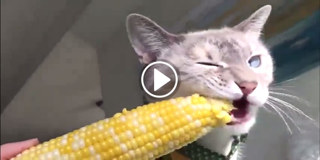 Mısır yemeye bayılan kedi