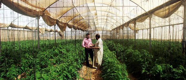 Mısır darbesi, Gazze tarımını da vurdu