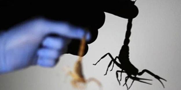 Mısır'da akrepler caddeleri ve evleri bastı! Ölü ve yaralılar var