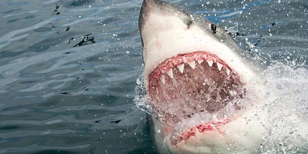 Mısır'da denize giren kadına köpek balığı saldırısı! Hayatını kaybetti