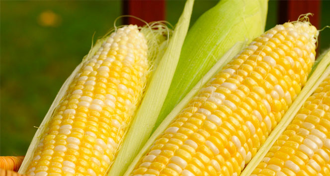 Mısırda fiyat belirsizliği zarar ettiriyor