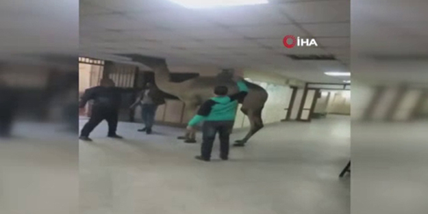 Hastaneye giren 'deve' şaşkınlık yaşattı